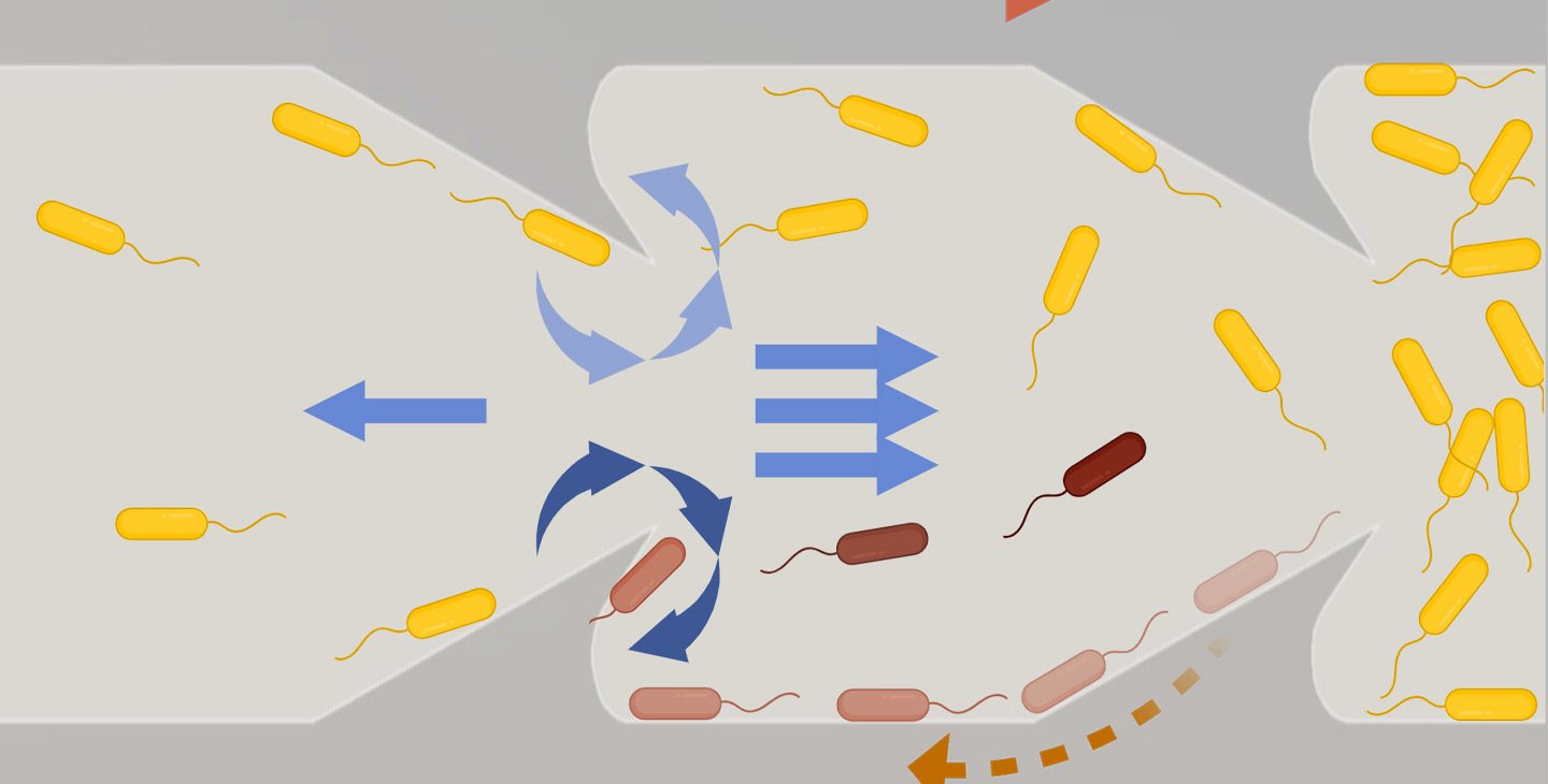 Gray curved spikes point to the right. Bacteria traveling to the left are caught and forced back to the right (downstream).