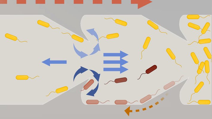 Gray curved spikes point to the right. Bacteria traveling to the left are caught and forced back to the right (downstream).