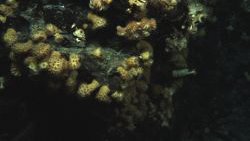 Adkins Coral Anemone