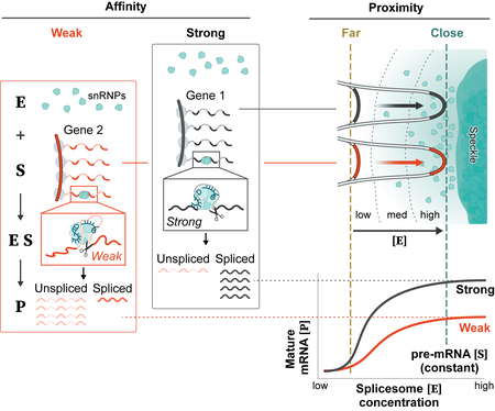 Understanding splicing kinetics: Proximity to nuclear speckles boosts spliceosome concentration, enhancing efficiency, while splice site strength affects spliceosome activity, affecting the speed and efficiency of the splicing process.
