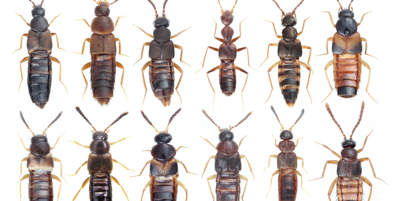 Eight different types of beetles aligned in rows