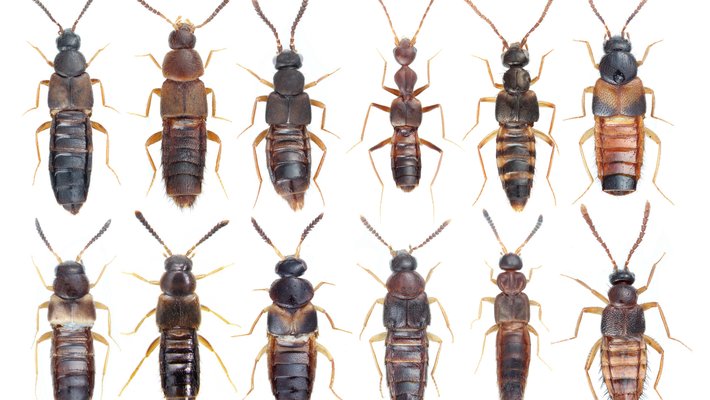 Eight different types of beetles aligned in rows