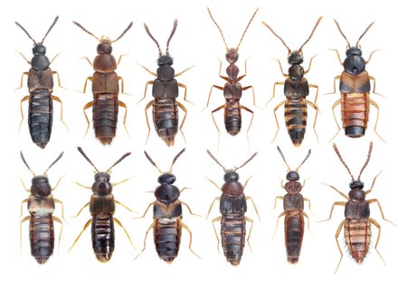 Eight different types of beetles aligned in rows