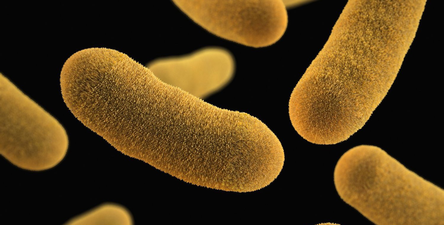 bacteria, which look like short, fuzzy, yellow tubes