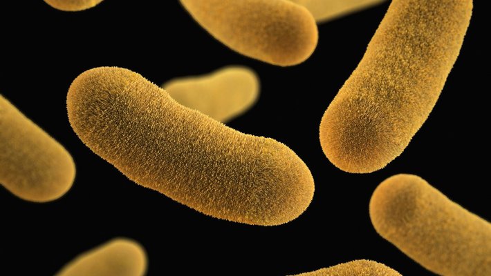 bacteria, which look like short, fuzzy, yellow tubes