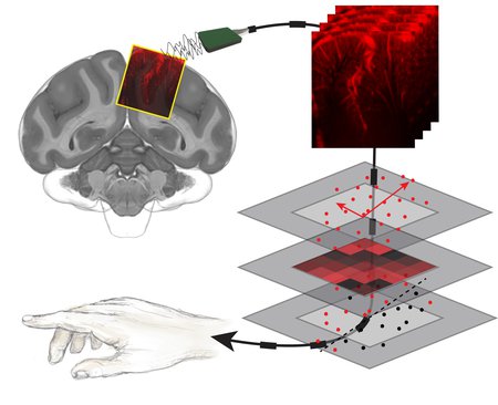 A diagram illustrating a brain connected to a cable, that reads out brain activity and creates maps of the brain's vasculature, that are then decoded with machine learning to predict movements