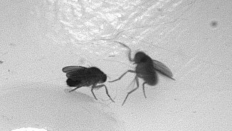 Male Drosophila lunging at another Drosophila