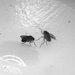Male Drosophila lunging at another Drosophila