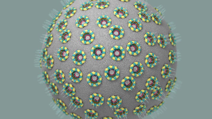 An illustration showing the nucleus of a cell. Its nuclear envelope is studded with nuclear pore complexes. It looks like a sphere covered in donuts.
