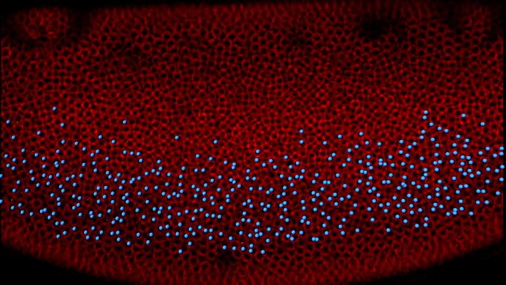 An image of many red circles with scattered blue dots