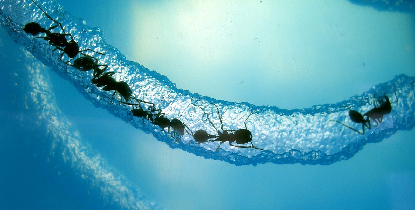 Several ants are seen within a tunnel they've dug through a transparent gel.