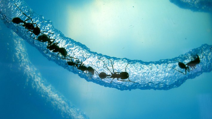 Several ants are seen within a tunnel they've dug through a transparent gel.