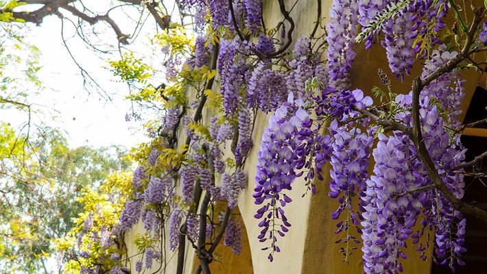 photo of wistaria on Arms Laboratory at Caltech