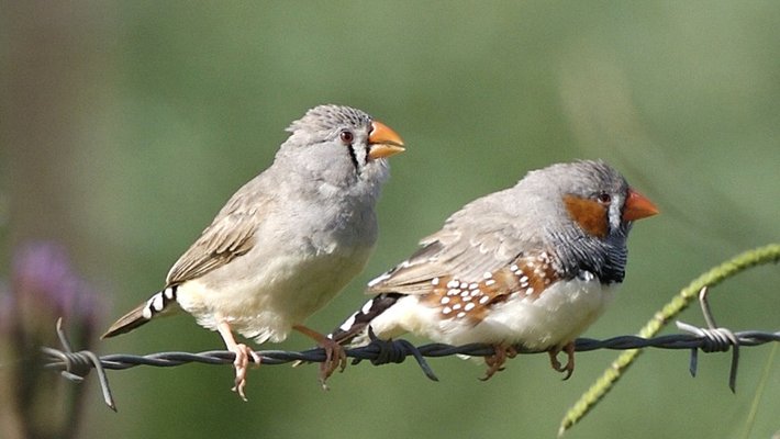 Two gray birds with orange beaks stand on a wire