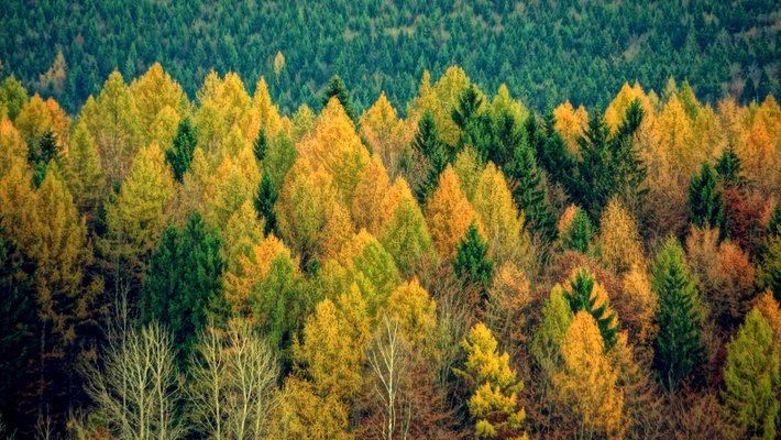 A forest of green and yellow trees