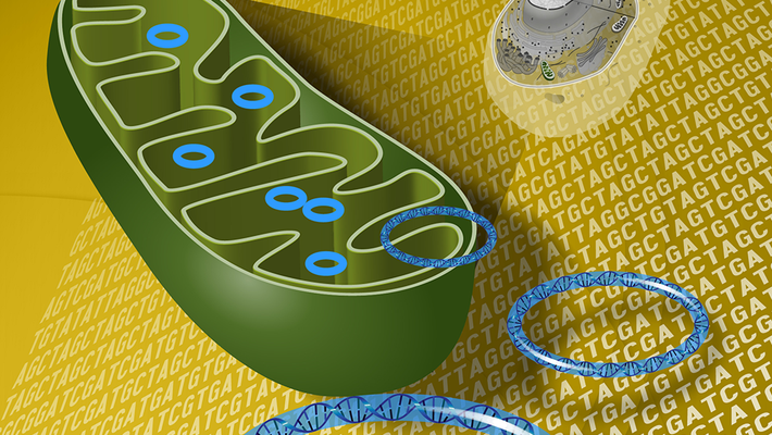 Mitochondrial DNA