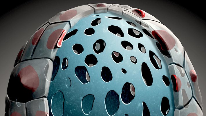 Illustration of an egg-shaped embryo with a layer of cells