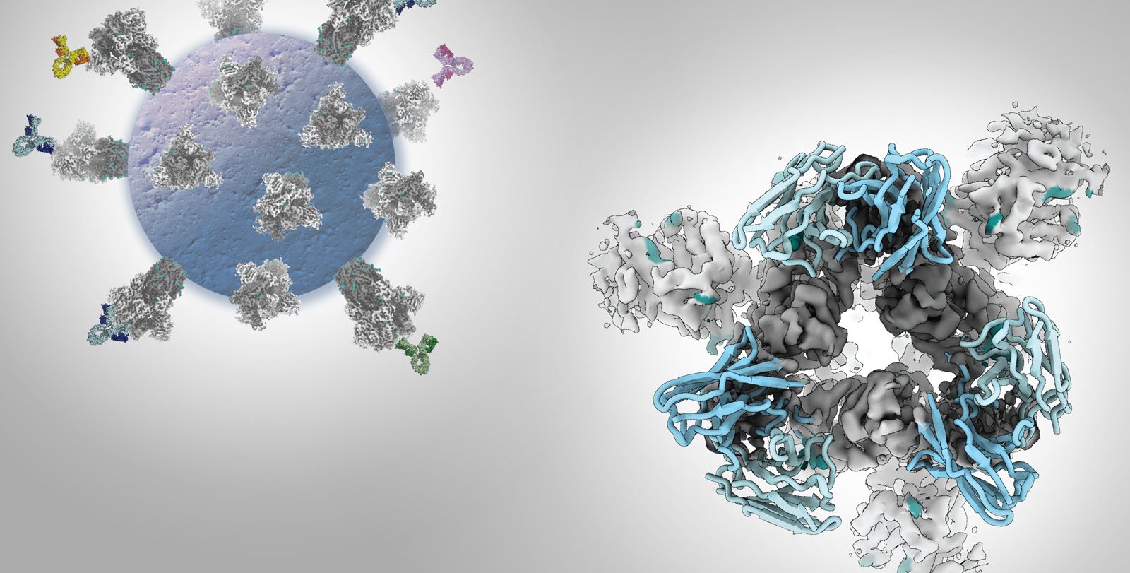 An illustration of a SARS-CoV-2 virus with antibodies attached to its spikes, and a close-up microscopy image of an antibody bound to the receptor binding domain