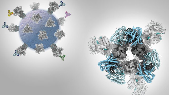 An illustration of a SARS-CoV-2 virus with antibodies attached to its spikes, and a close-up microscopy image of an antibody bound to the receptor binding domain