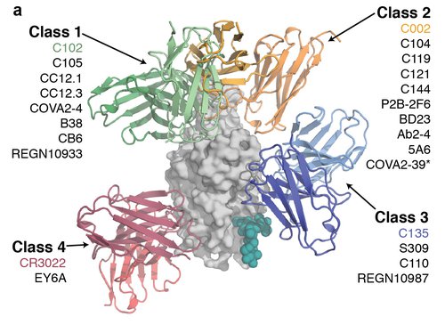 Four different classes of antibodies are grouped based on where they bind to the RBD on SARS-CoV-2