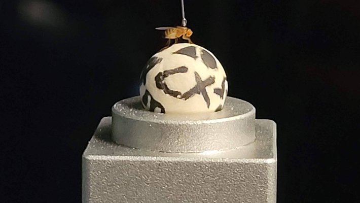 A fly on a sphere with a wire extending straight up from its head.