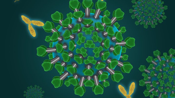 An artist's rendition of antibodies (in yellow) attaching themselves to the proteins (in green) on the surface of a virus.