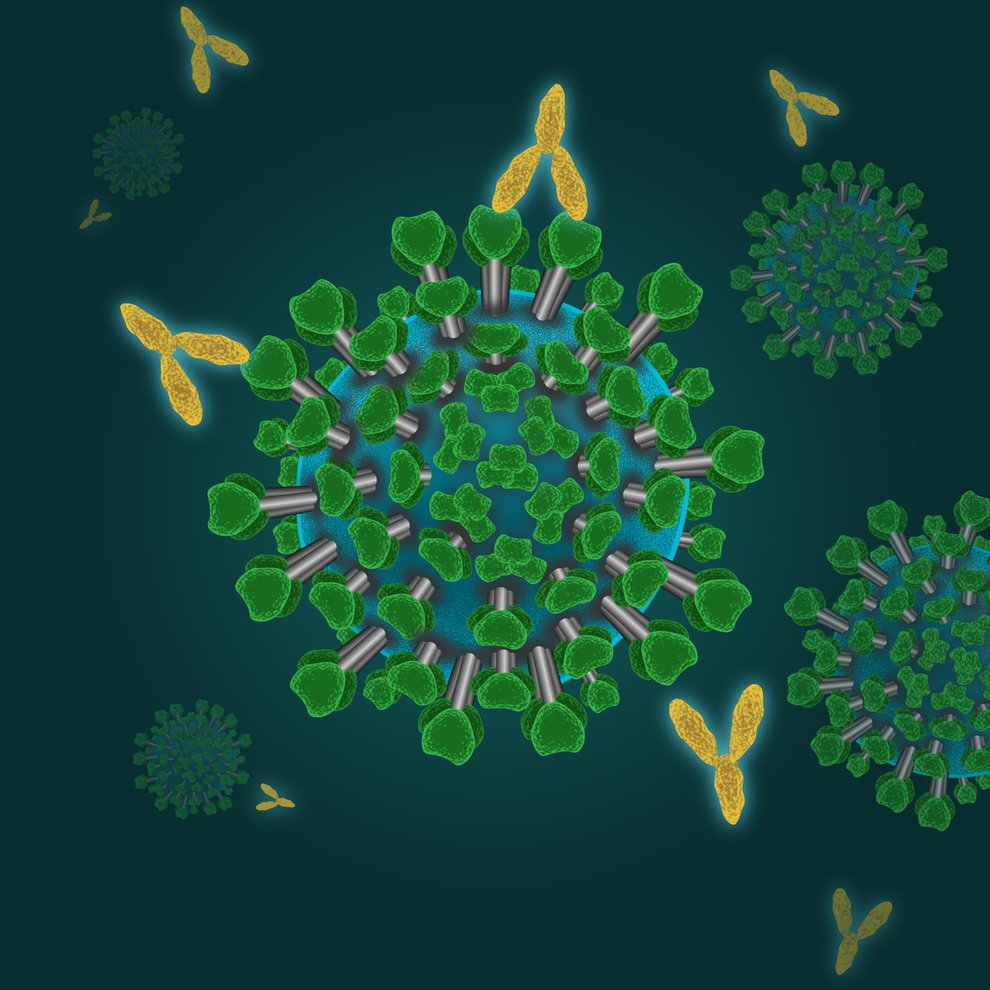 An artist's rendition of antibodies (in yellow) attaching themselves to the proteins (in green) on the surface of a virus.