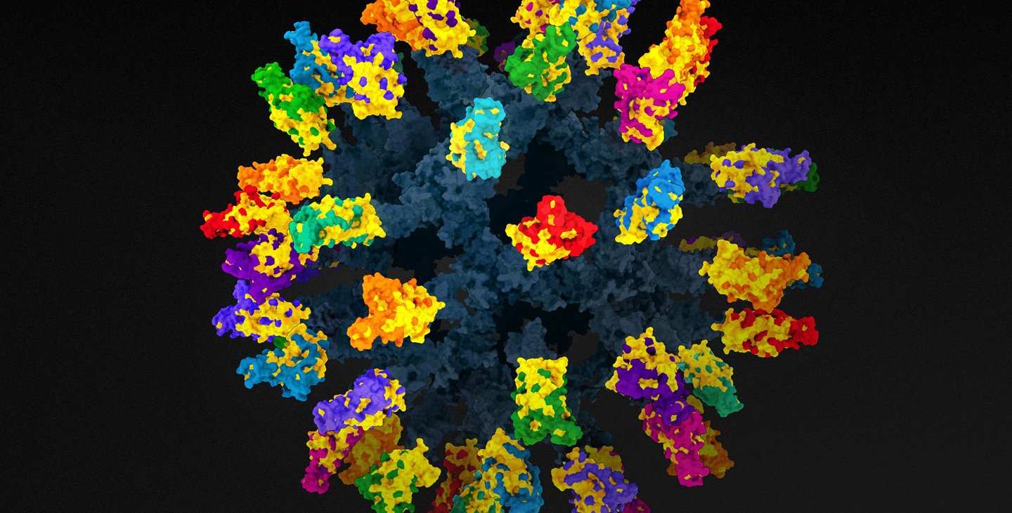 New coronavirus vaccine visualization effective against variants