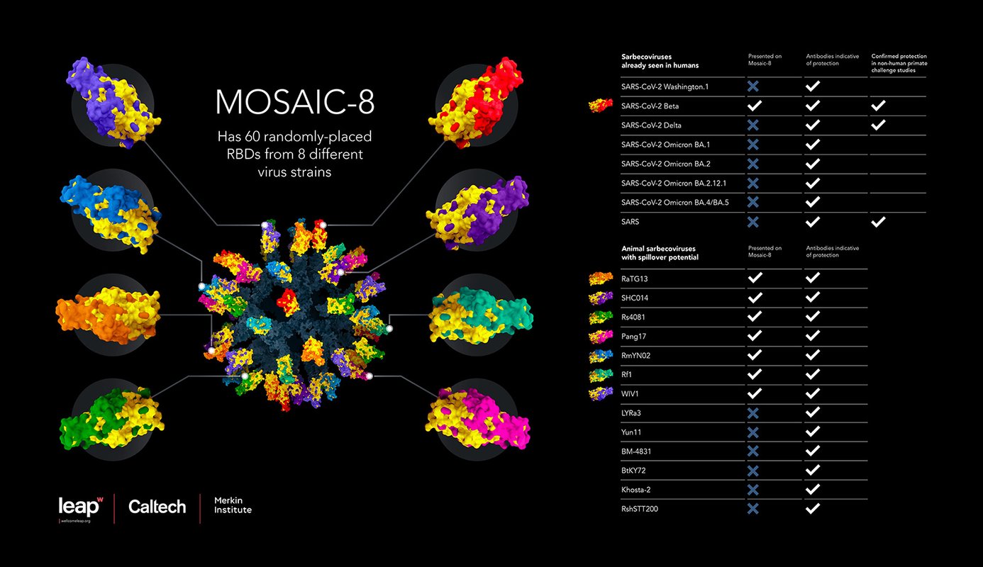 New vaccine is effective against many SARS-CoV-2 variants as well as related coronaviruses