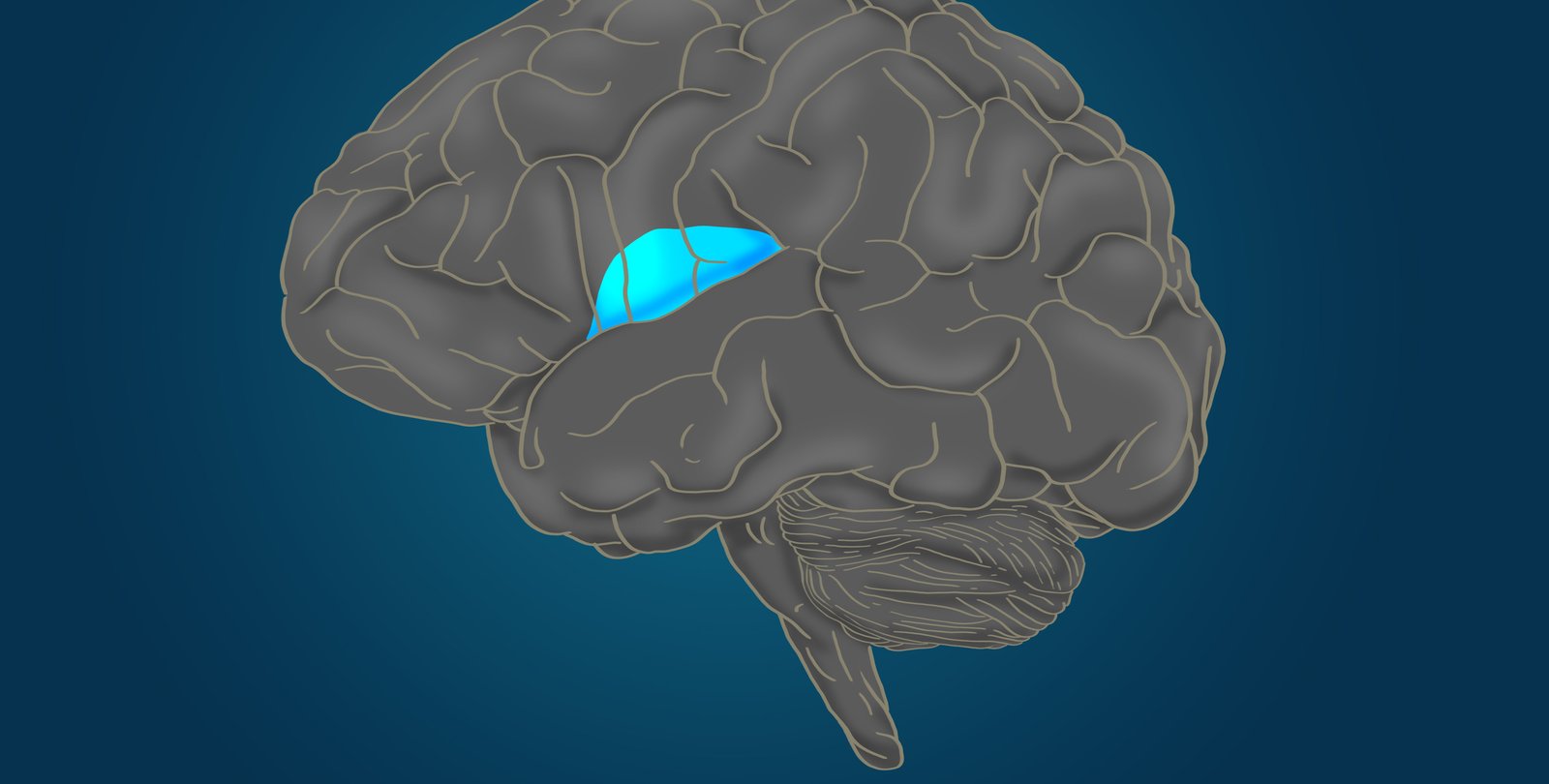 drawing of the human brain highlighting an area called the anterior insula, in the center of the brain
