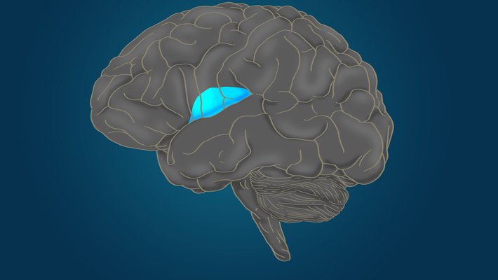 drawing of the human brain highlighting an area called the anterior insula, in the center of the brain