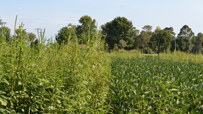 Tall green weeds next to shorter green crops in a field with blue sky