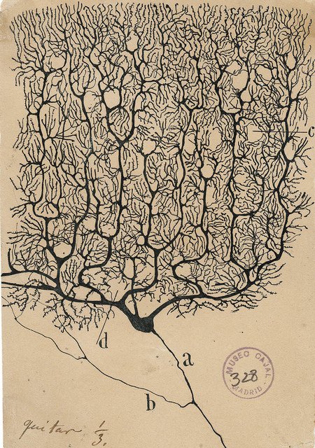 drawing of a Purkinje cell by Spanish neuroscientist Santiago Ramón y Cajal