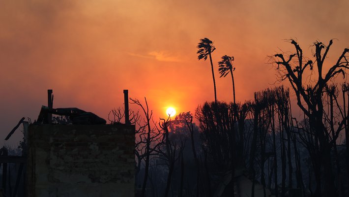 Photo of orange sky with a bright sun with burned palm trees and other plants in the foreground