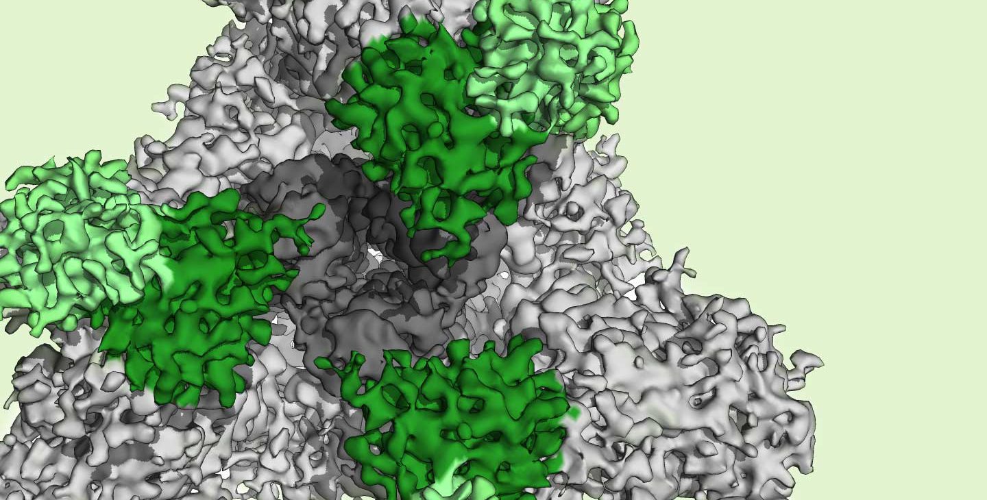A coronavirus bound by a neutralizing antibody