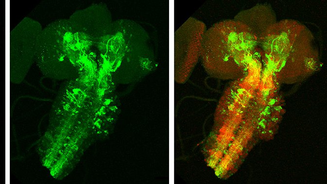 fly brain and nervous system