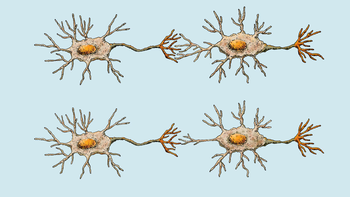 Illustration of four neurons connected by branching axons and dendrites on a light blue background.