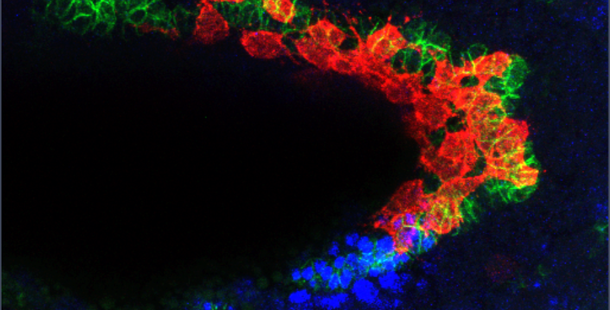 Red blobs stick closely to green blobs in a U-shape, with blue blobs near the tail end of the U.