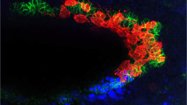 Red blobs stick closely to green blobs in a U-shape, with blue blobs near the tail end of the U.