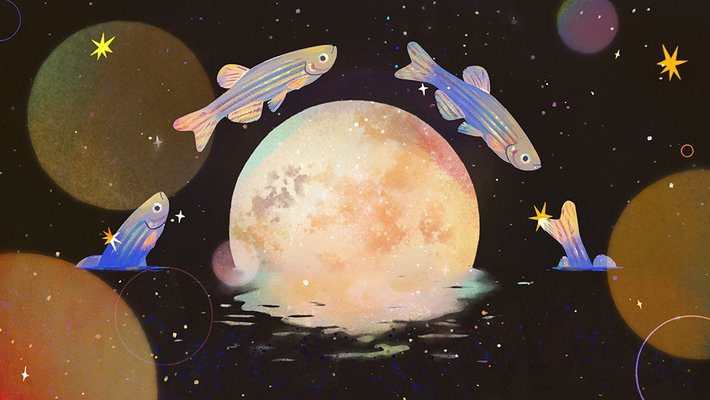 illustration of zebra fish jumping over the moon
