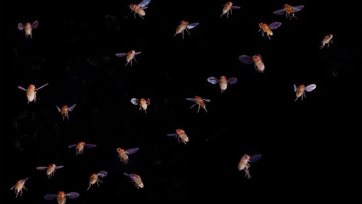 montage of fruit flies in flight