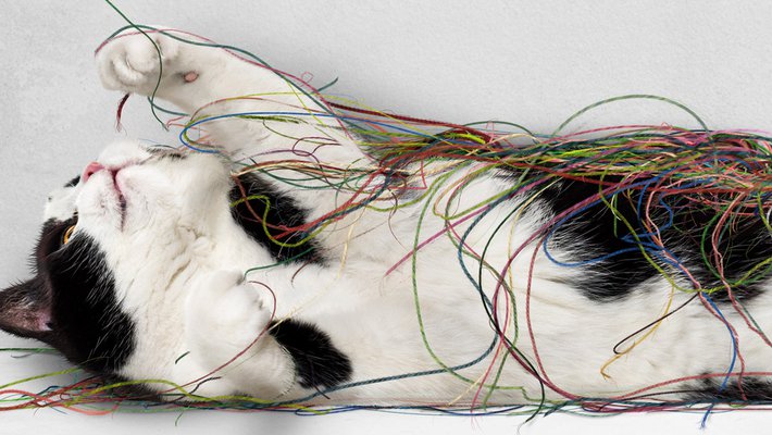 cat tangled up in colorful string