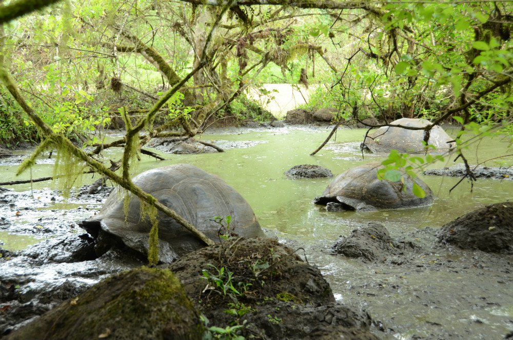photo of Galápagos giant tortoises