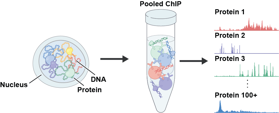 Blobs and squiggles represent proteins and DNA, respectively, in the spherical nucleus of a cell. The nucleus' contents are put into a test tube and analyzed.