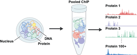 Blobs and squiggles represent proteins and DNA, respectively, in the spherical nucleus of a cell. The nucleus' contents are put into a test tube and analyzed.