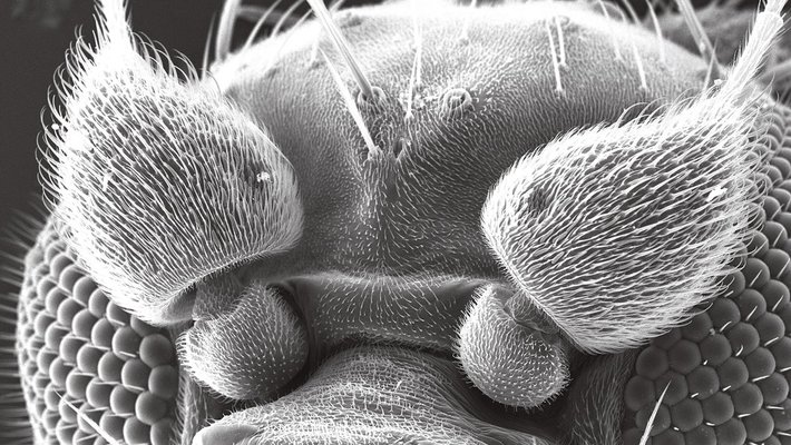 A scanning electron microscopy (SEM) image of a female Conicera tibialis's antennae.