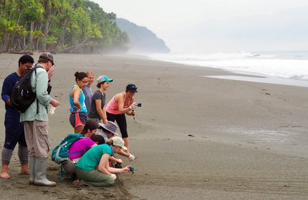 In Costa Rica, students take pictures of baby green sea turtles making their way to the ocean. 