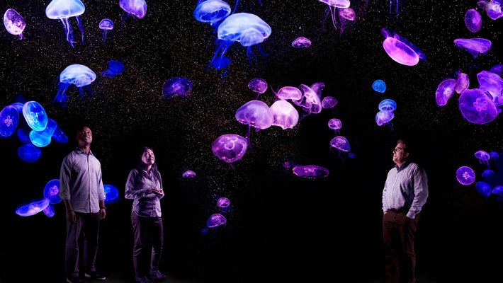 Left to right: John Dabiri, Lea Goentoro, and David Anderson, gazing upward at purple and blue glowing jellyfish