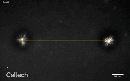 Two white asters merge together along a line