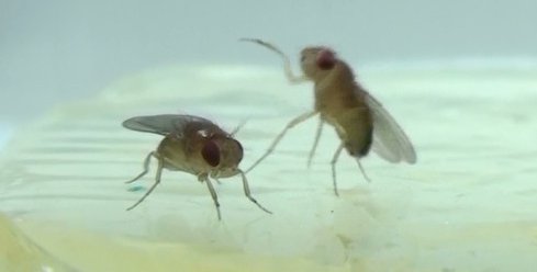 Two fruit flies fighting